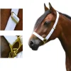 1'' Adjustable Show Halter Chain Lead