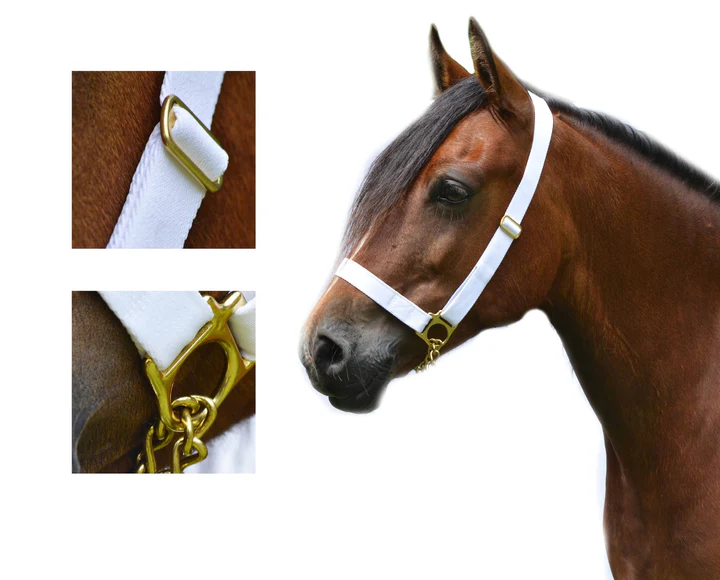 1'' Adjustable Show Halter Chain Lead