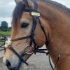 STALLION BADGES