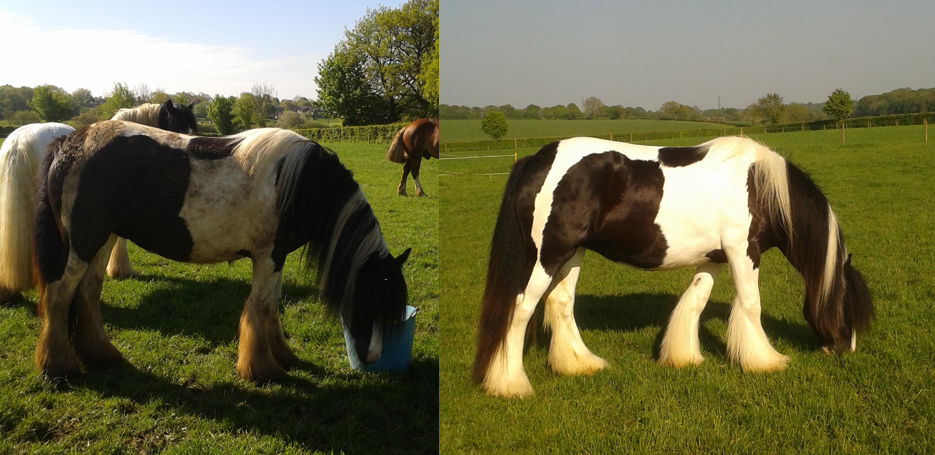 Coloured-befroe-after Mane-ly Long Hair Restore Shampoo – whitening shampoo