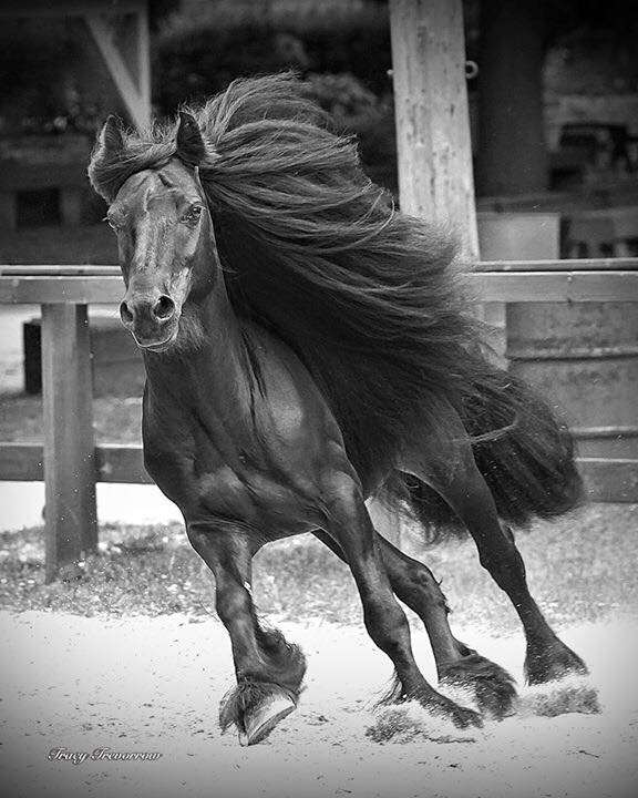 FELL-PONY-WITH-THE-HAIR Mane-ly Conditioner And Hydrator