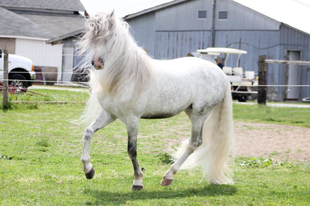 Grey-horse-e1529615312329 Mane-ly Long Hair Restore Shampoo – whitening shampoo