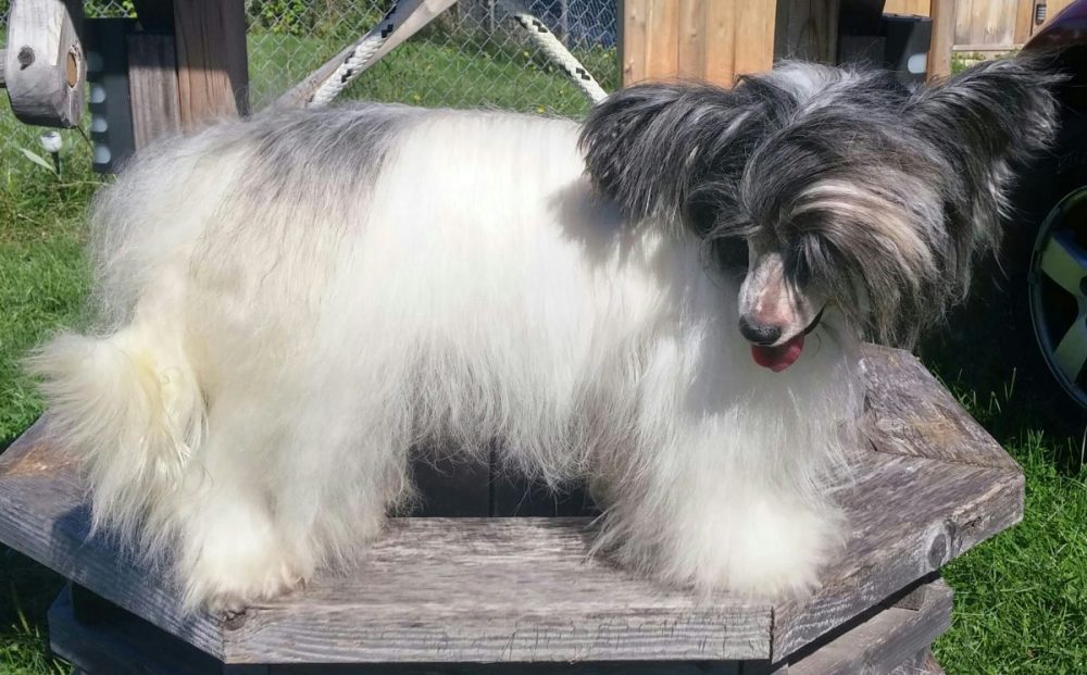 Mane-ly-dog-e1529615252947 Mane-ly Long Hair Restore Shampoo – whitening shampoo