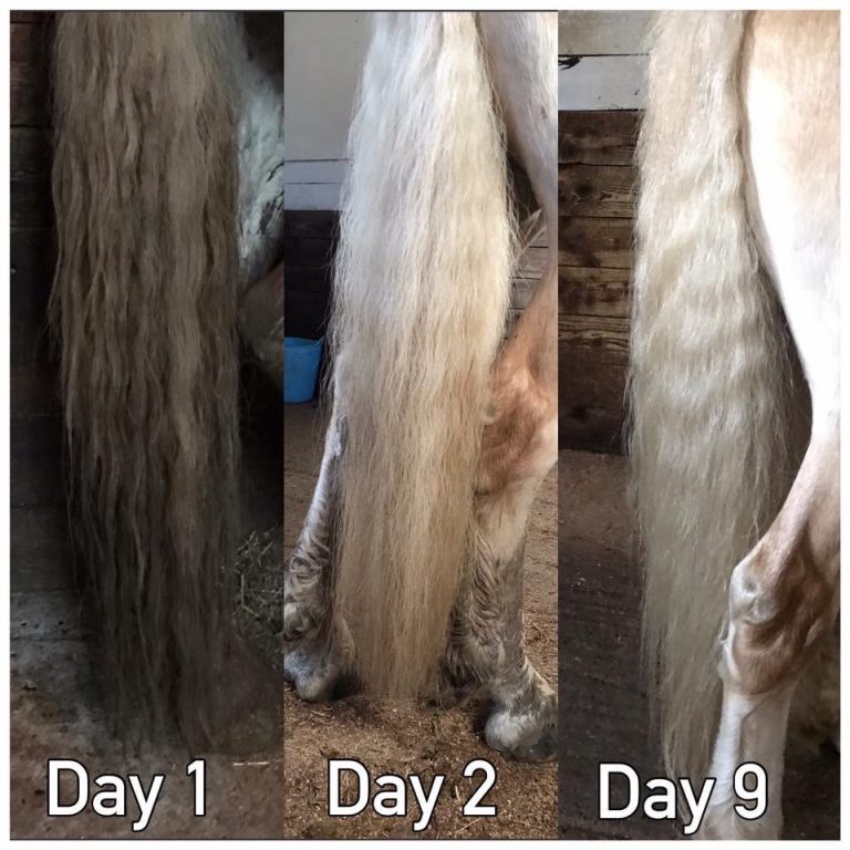 Shock-day-1-9-768x768 Mane-ly Long Hair – SHOCK Treatment