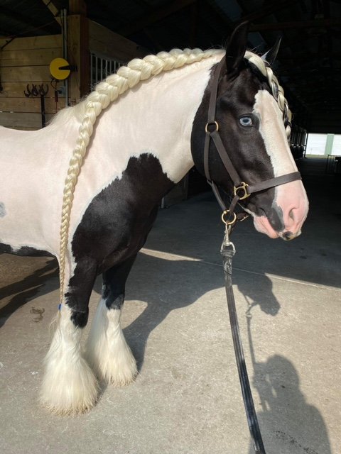 coloured Mane-ly Long Hair – SHOCK Treatment